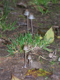 Panaeolus sphinctrinus