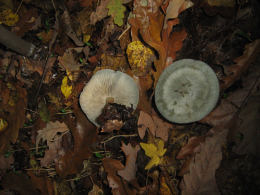 Clitocybe odora3