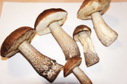 Leccinum scabrumF