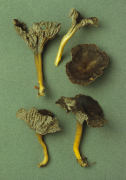 Cantharellus infundibuliformis2 Mushroom