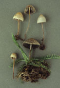 Panaeolus sphinctrinus Mushroom