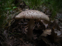 Amanita rubescens 6