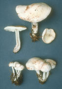 Collybia maculata Mushroom