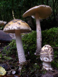 Amanita ceciliae3