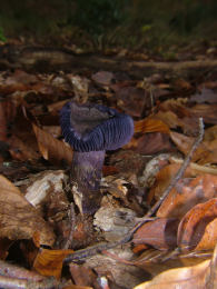 Cortinarius violaceus 2