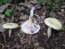 Lactarius uvidus3