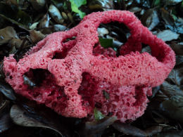 Clathrus ruber