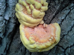 Laetiporus sulphureus   008