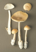 Amanita crocea Mushroom