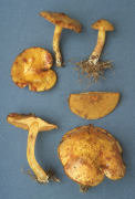 Suillus americanus2 Mushroom