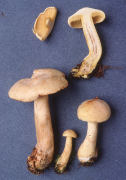 Tricholoma odorum Mushroom