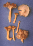 Cantharellus xanthopus Mushroom