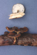 Polyporus brumalis Mushroom
