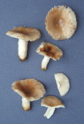Russula amoenolens Mushroom