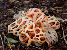 Clathrus ruber