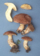 Suillus lakei Mushroom