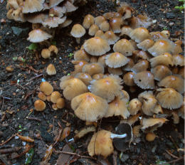Coprinus micaceus  1 Mushroom