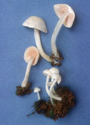 Alboleptonia sericella2 Mushroom