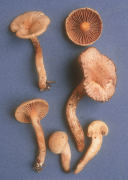 Chroogomphus tomentosus Mushroom