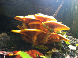 Gymnopilus ventricosus