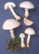 Leucoagaricus naucinus Mushroom