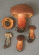 Boletus pseudosensibilis2 Mushroom