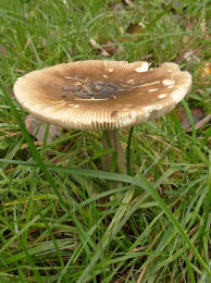 Amanita ceciliae3