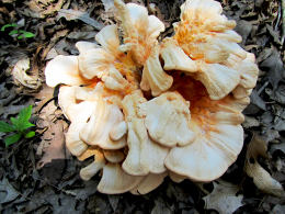 Laetiporus sulphureus   008