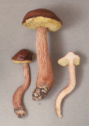 Boletellus projectellus Mushroom