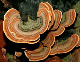 Trametes versicolor