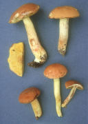 Boletus subglabripes Mushroom
