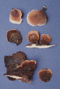 Stereum ostrea3 Mushroom