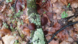 Auricularia auricula2