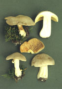 Entoloma sinuatum 2 Mushroom