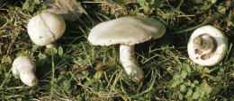 Agaricus campestris7.jpg