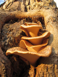 Polyporus squamosus 8