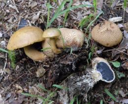 Boletus parasiticus 2.J Mushroom