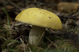 Russula claroflava F