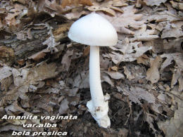 Amanita vaginata var alba014