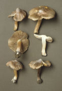 Inocybe maculata2 Mushroom