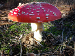 Amanita muscaria 26