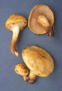 Pholiota limonella Mushroom