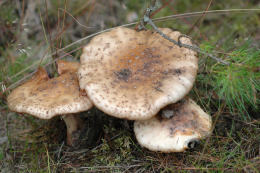 Amanita rubescens 6