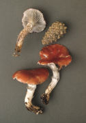 Gomphidius roseus Mushroom