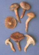 Chroogomphus vinicolor Mushroom