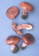 Cortinarius variecolor2 Mushroom