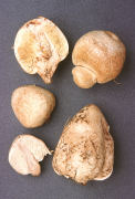 Endoptychum agaricoides Mushroom