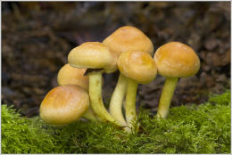 Hypholoma fasciculare4