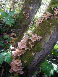 Armillaria mellea 001