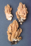 Ramaria formosa var concolor 2 Mushroom